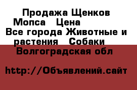 Продажа Щенков Мопса › Цена ­ 18 000 - Все города Животные и растения » Собаки   . Волгоградская обл.